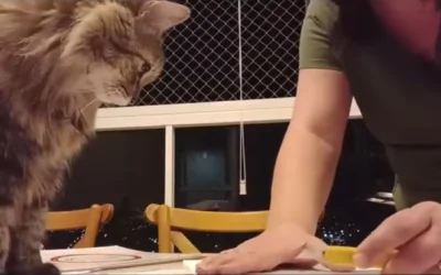 “I enjoy working with my hands.” – Thaís Suizo